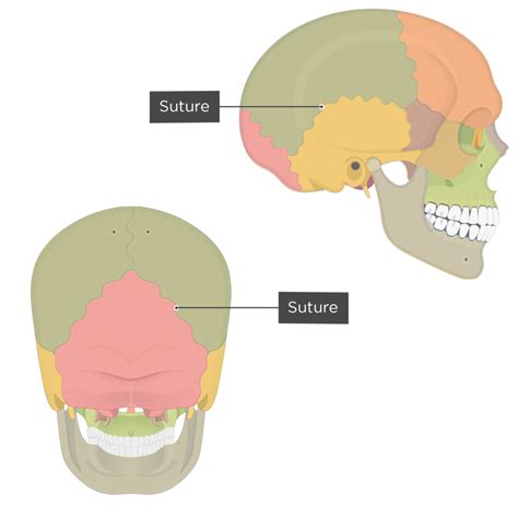 Skull Anatomy Sutures