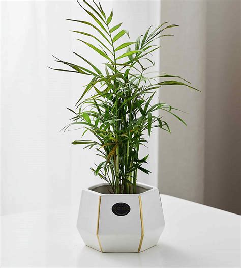 Modern Geometric Ceramic Planter – White Faceted Pot with Gold Accents ...