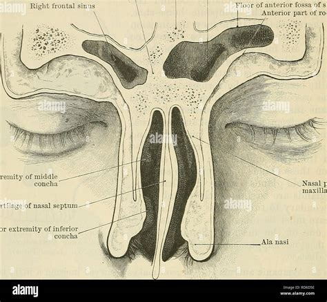 Middle nasal concha hi-res stock photography and images - Alamy