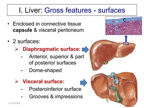 SOLUTION: Anatomy git hepatobiliary system pancreas - Studypool