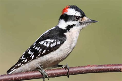 What Are The Different Kinds Of Woodpeckers at Ryan Knight blog