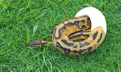 Image result for Pied Zebra Python