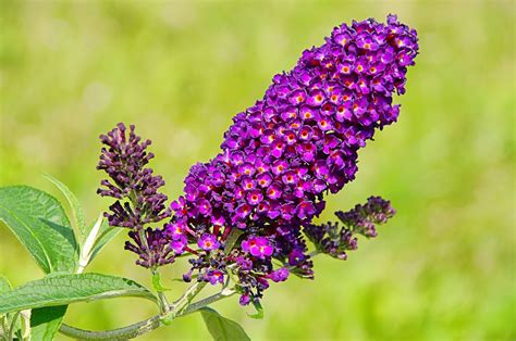 Butterfly Bush | Vlinderstruik
