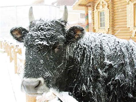 ZooLex Image - Traditional Yakut Aboriginal Cow