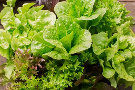 How to Grow Lettuce