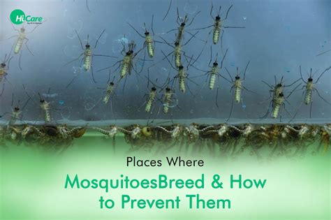 Repellent For Mosquito Larvae at Edith Drum blog