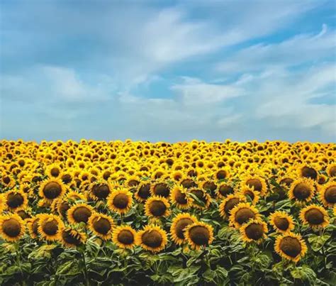 DataArt PNG 的图像结果