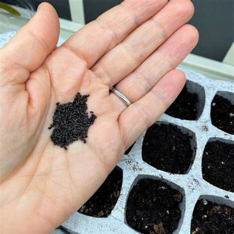 Basil seeds: 7 benefits of consuming this nutritious seed