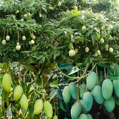 Pyanabi Combo 2 "Rajapuri Mango Tree + Langra Mango Plant Height 2-3 ...