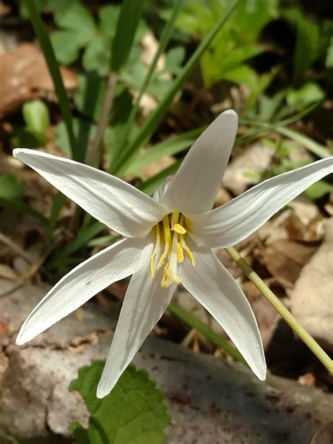 About White Trout Lily - Maryland Biodiversity Project