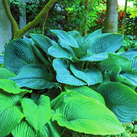Hosta Bulbs Bulk at Mario Harrell blog