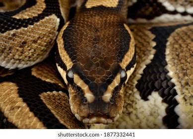 Image result for Royal Python Setup