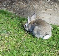 Image result for Cute Bunny Pictures Rescue