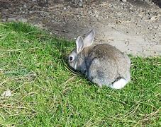 Image result for Cute Bunny and Cat