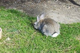 Image result for Cute Bunny with Edgy Black