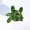 Ugaoo Crassula Ovata Jade Plant with Self Watering Pot (Good Luck Feng ...