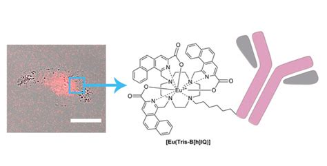 Molecules | Special Issue : Fluorescent Probes in Pharmaceutical and ...
