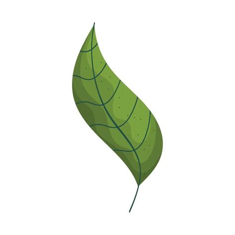 Image result for Leaf Modification Animation