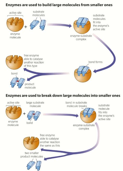 Diagram of Biology - 1.2.3 - Enzymes | Quizlet