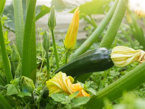 Squash Plant With Fruit