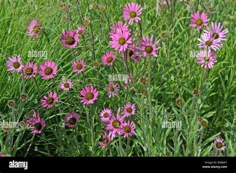 Image result for Multiplication Using Box Method