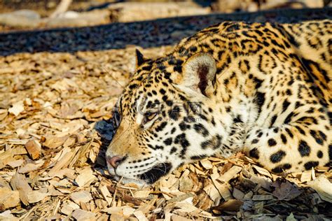 野生动物猎豹豹子白天豹子动物园跑摄影图配图高清摄影大图-千库网