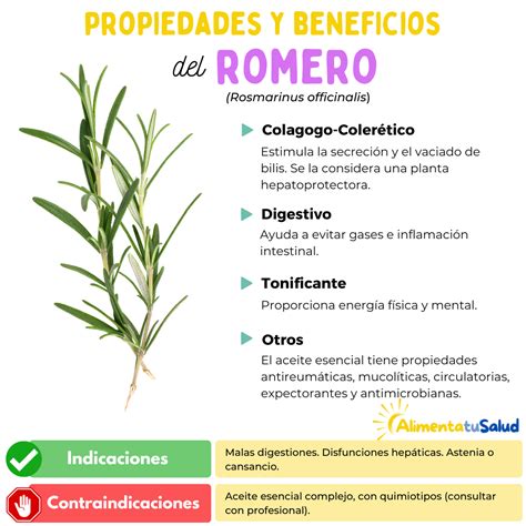 Propiedades y beneficios del Romero. | Plantas medicinales, Romero ...