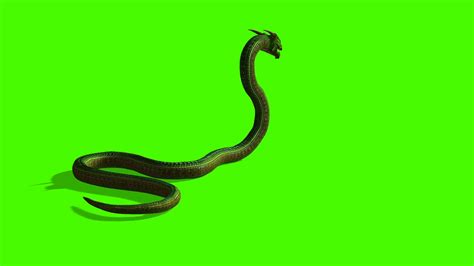 Image result for Python Snake Attack