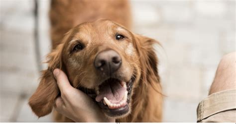 Image result for Pets Explained