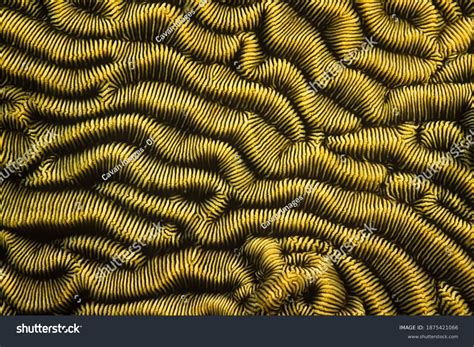 Image result for Coral Pattern Mask