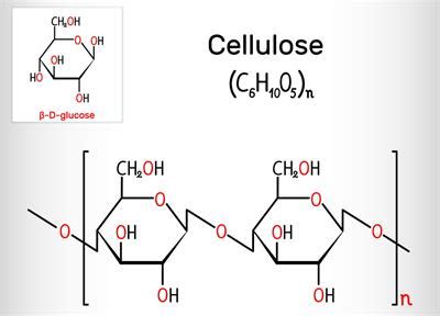 Natural polymers — lesson. Science State Board, Class 7.