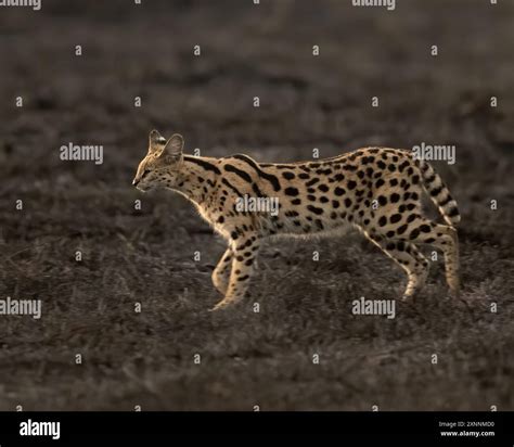 The serval (Leptailurus serval) is a wild cat native to Africa. It is widespread in sub-Saharan ...