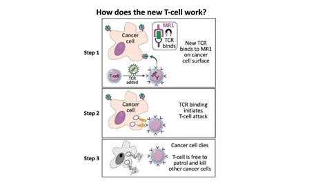 Nature子刊：新型T细胞的发现或将使“通用”癌症治疗成为可能！-观察-生物探索