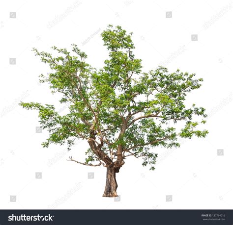 Neem Tree 的图像结果