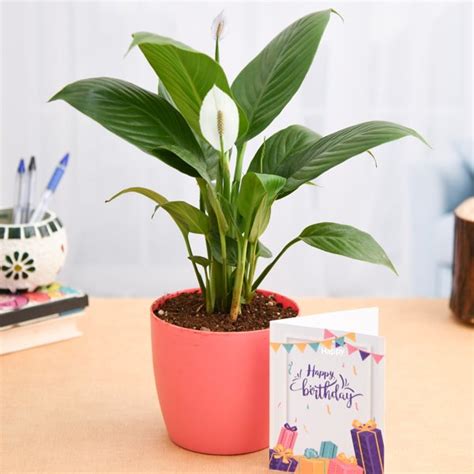 Peace Lily - Potted Plant Gift – Geekmonkey