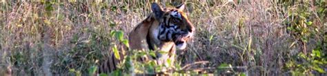 Accommodations - Grand Tiger Resort Kanha
