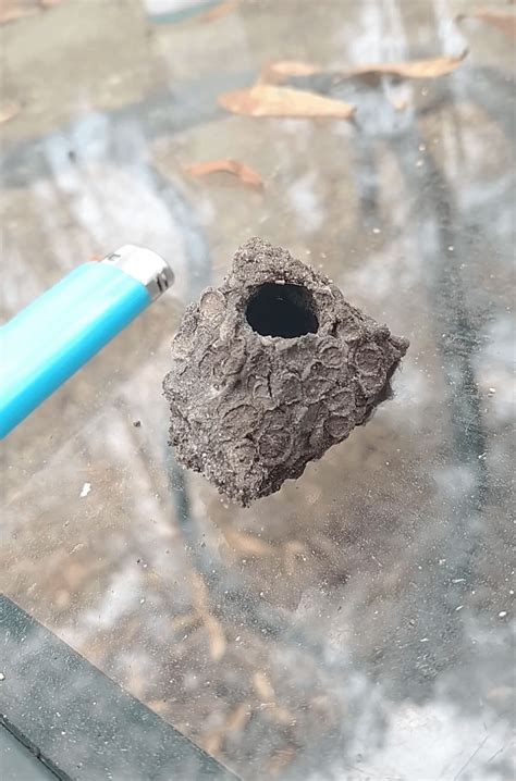 What is this "nest" from? I haven't seen a dirt dauber nest like this ...