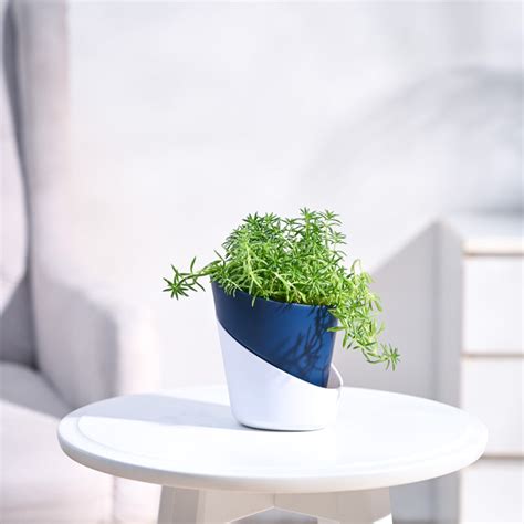 Buy Golden Sedum Plant – Ugaoo