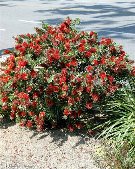 Dwarf bottlebrush - Waterwise Garden Planner