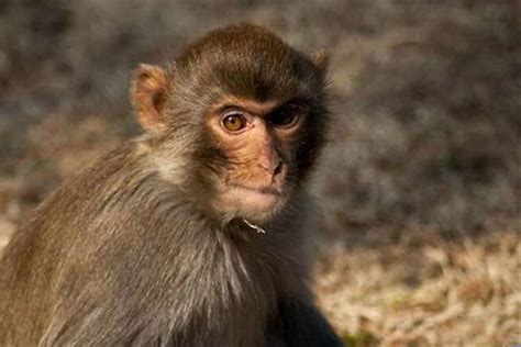 2028年属猴的是什么命，28年出生的猴五行属什么 -属猴-生肖网