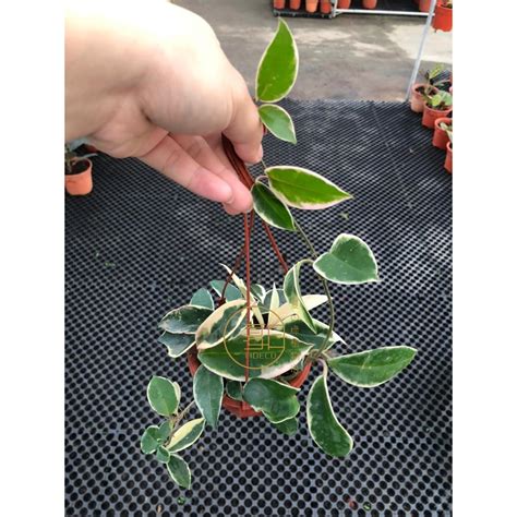 TIDECO - Hoya variegated 三色球蘭 hanging climbing plant (Real Live Plant / Pokok Hidup) | Shopee ...