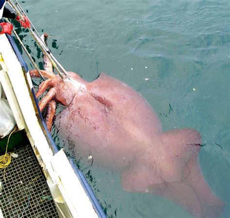 Colossal squid | Size, Eyes, Diet, & Facts | Britannica