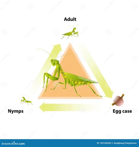 Life Cycle Of A Praying Mantis Praying Mantis Insect Kit World Alive