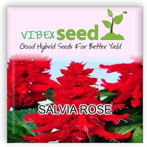 CYBEXIS Salvia Hybrid Imported Flower Seeds Seed Price in India - Buy ...