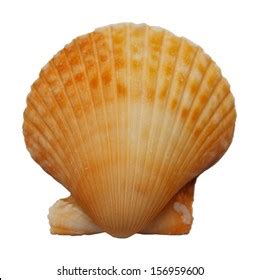 Image result for Orange Shell Gary