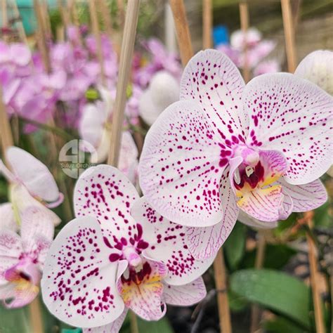 Phalaenopsis Orchid Plant Tropic Ocelot Mature With Bud/Flower
