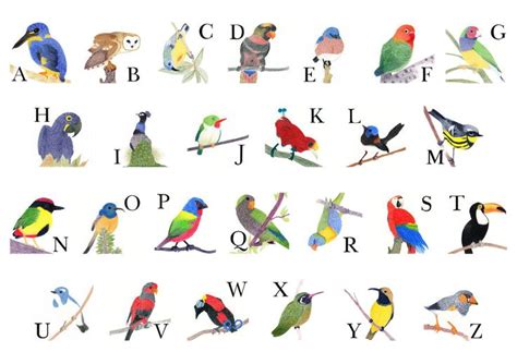 Types Of Birds 4 Letters at Autumn Allen blog