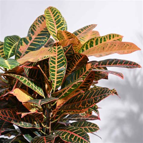 Buy Croton Plant Online in India | Safe Home Delivery – Ugaoo