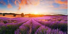 Lavender Farm Photo by There S A Spectacular Lavender Farm An Hour Of Lavender Farm Photo