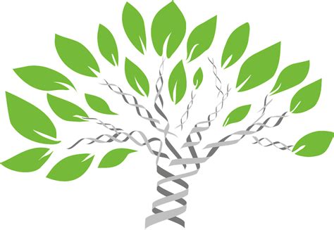 Evolution Tree 的图像结果